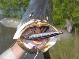 Top End Barra Fishing Photo 2