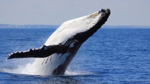 Mills Charters - Whale Watching - Copy