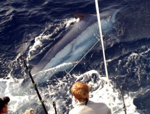 Nomad Sportfishing Photo 2