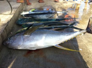 Samoa Fishing Comp